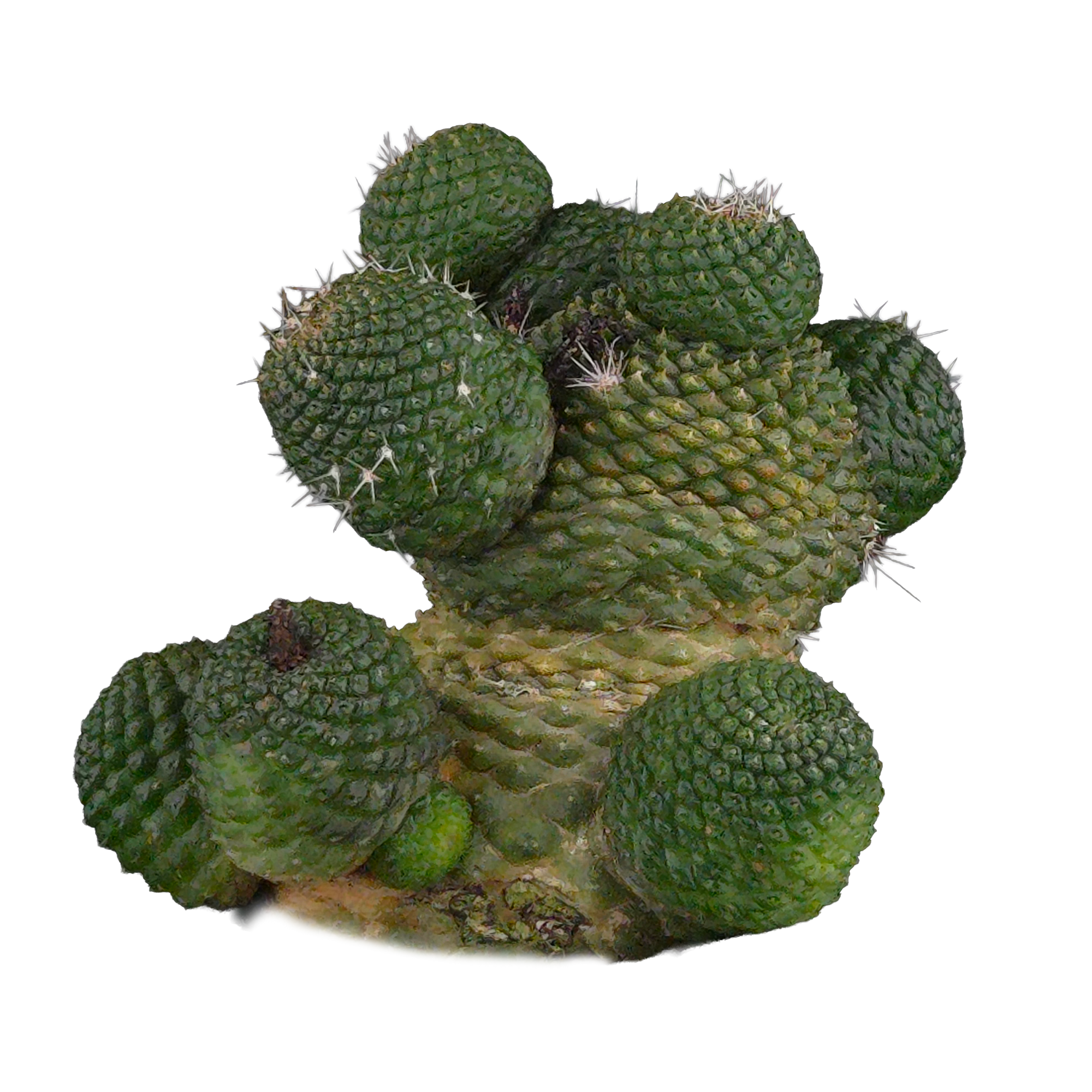 Rebutia krainziana var. inermis (syn. Rebutia pygmaea) - Mature Specimen