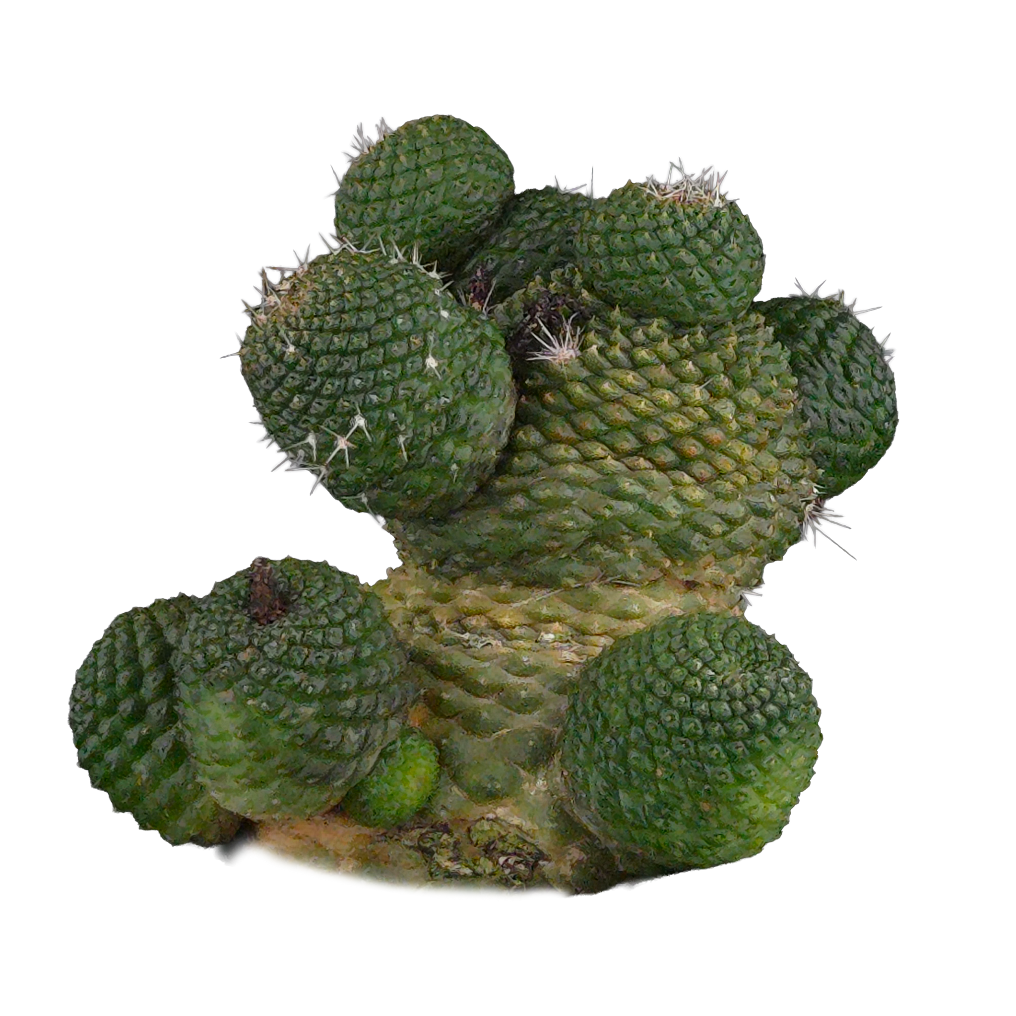 Rebutia krainziana var. inermis (syn. Rebutia pygmaea) - Mature Specimen