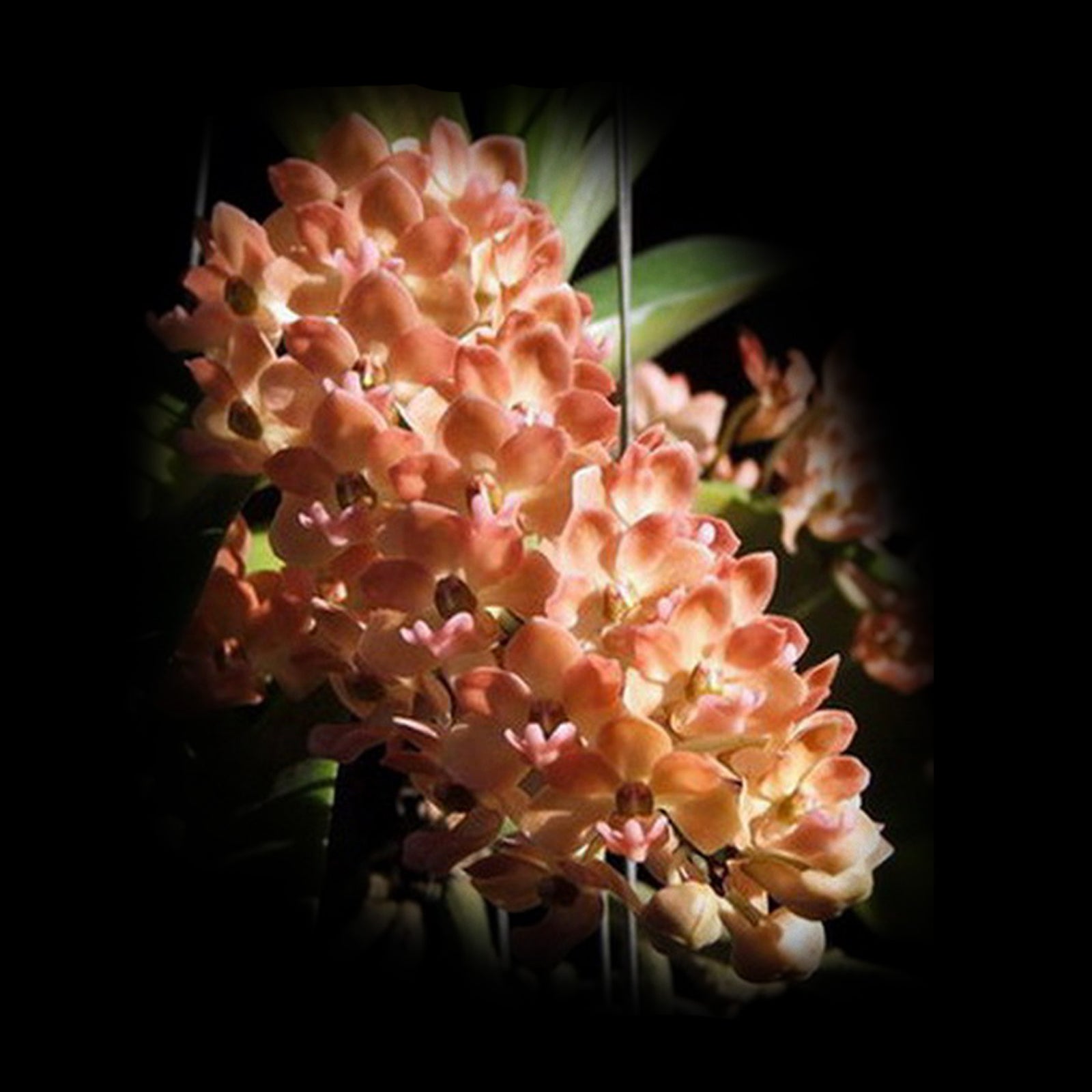 Rhynchostylis gigantea 'Orange'