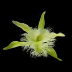 Rhyncholaelia digbyana - The Orchid with a Fringed Lip