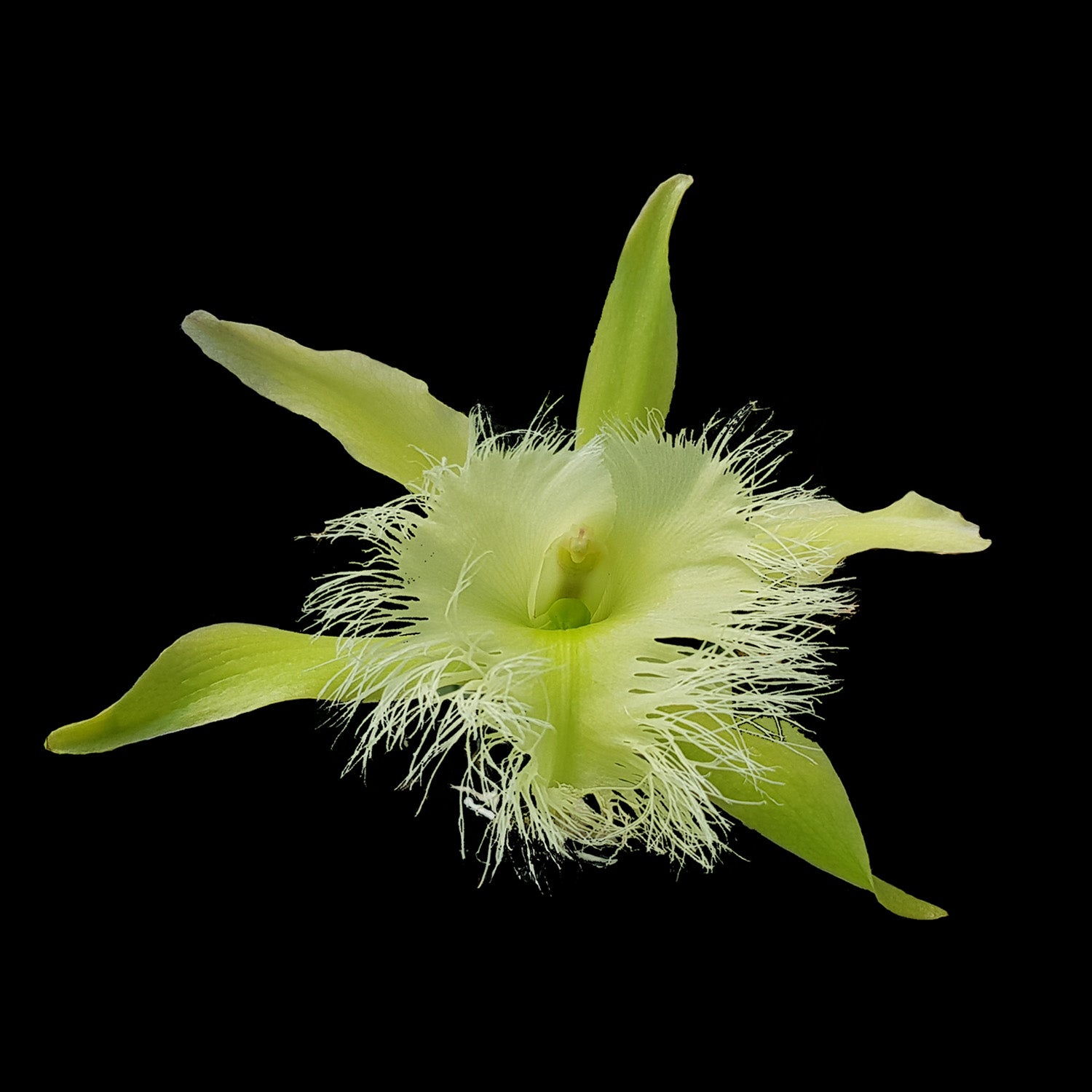 Rhyncholaelia digbyana - The Orchid with a Fringed Lip