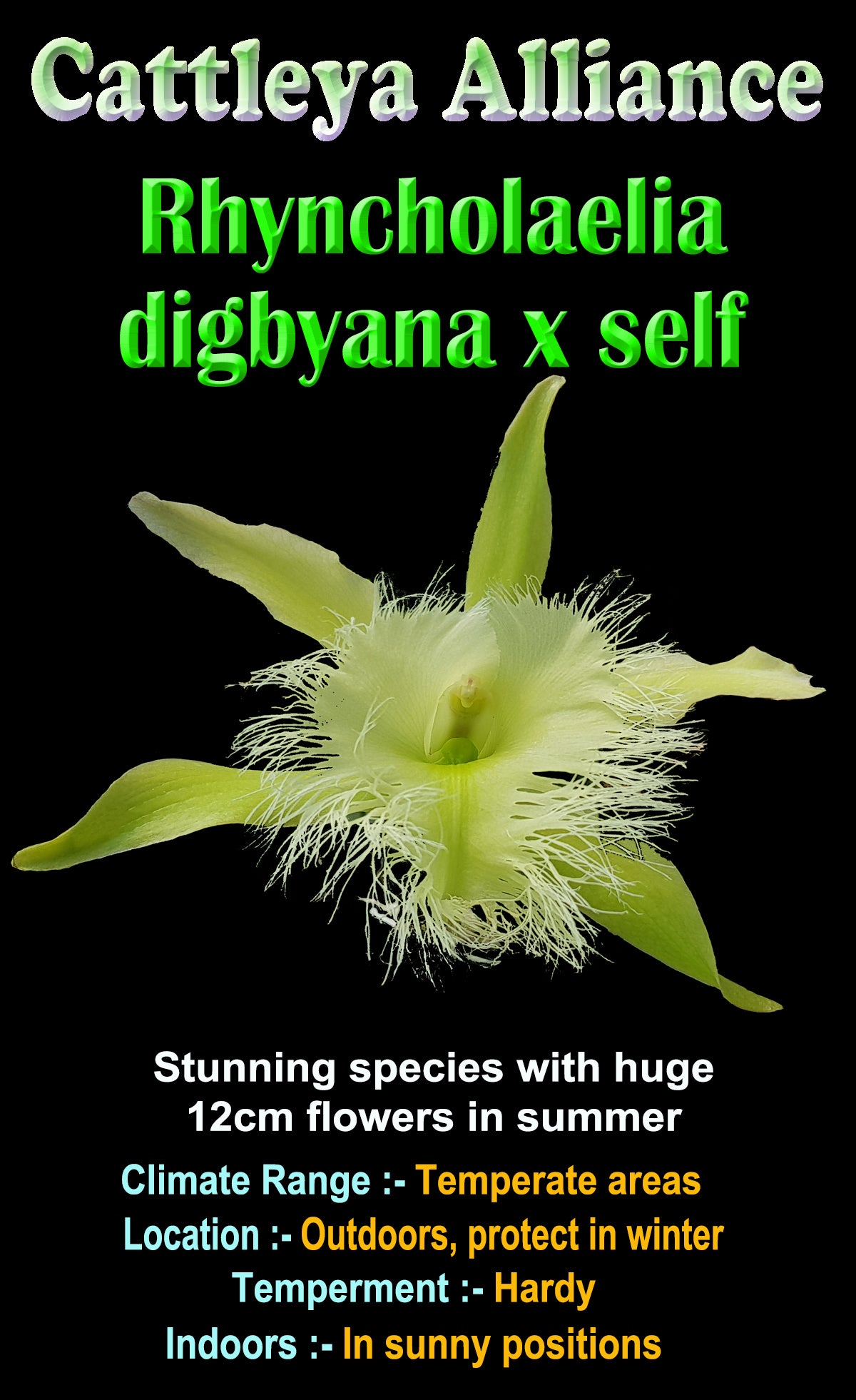 Rhyncholaelia digbyana - The Orchid with a Fringed Lip