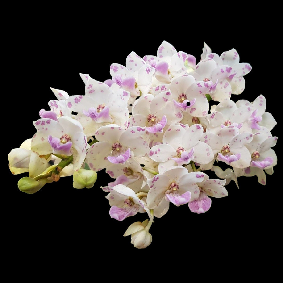 Rhynchostylis gigantea 'Kra Blue'