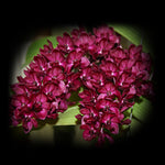 Rhynchostylis gigantea 'Red' - Fragrant Blooms