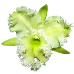 Cattleya Alliance Rlc Golf Green 'Hair Pig'
