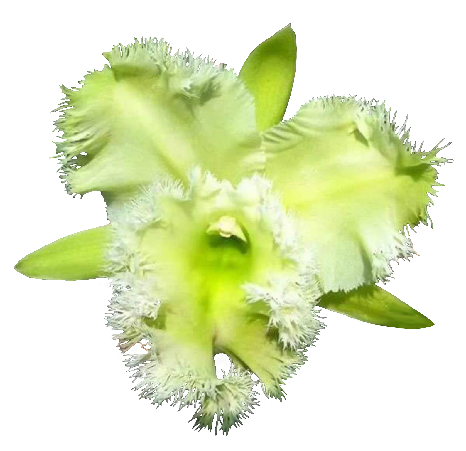 Cattleya Alliance Rlc Golf Green 'Hair Pig'