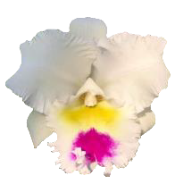Cattleya Alliance Rlc. Liou Hope