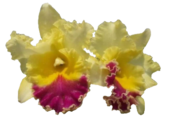 Cattleya Alliance Rlc. Songkwae Gold '#2'