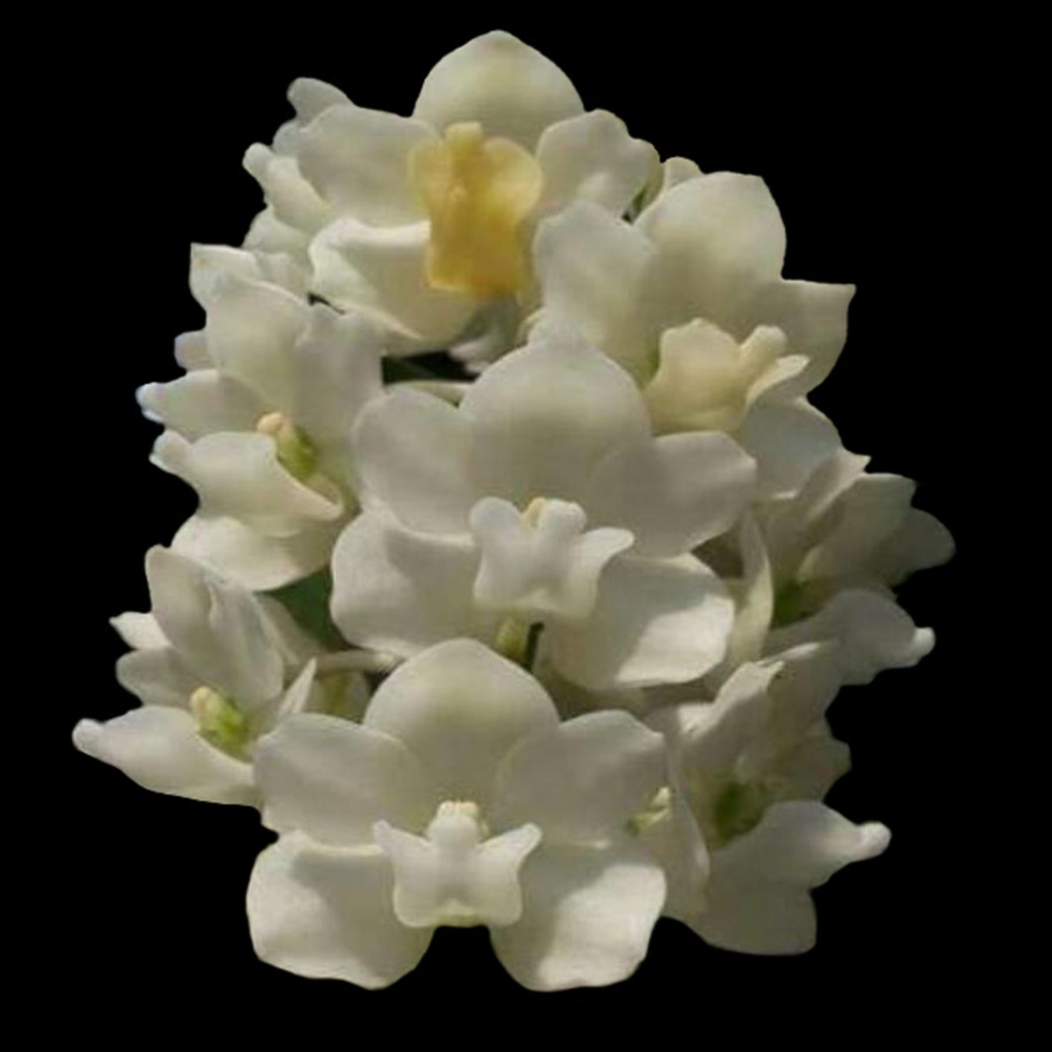 Rhynchostylis gigantea 'White' - Fox Tail Orchid