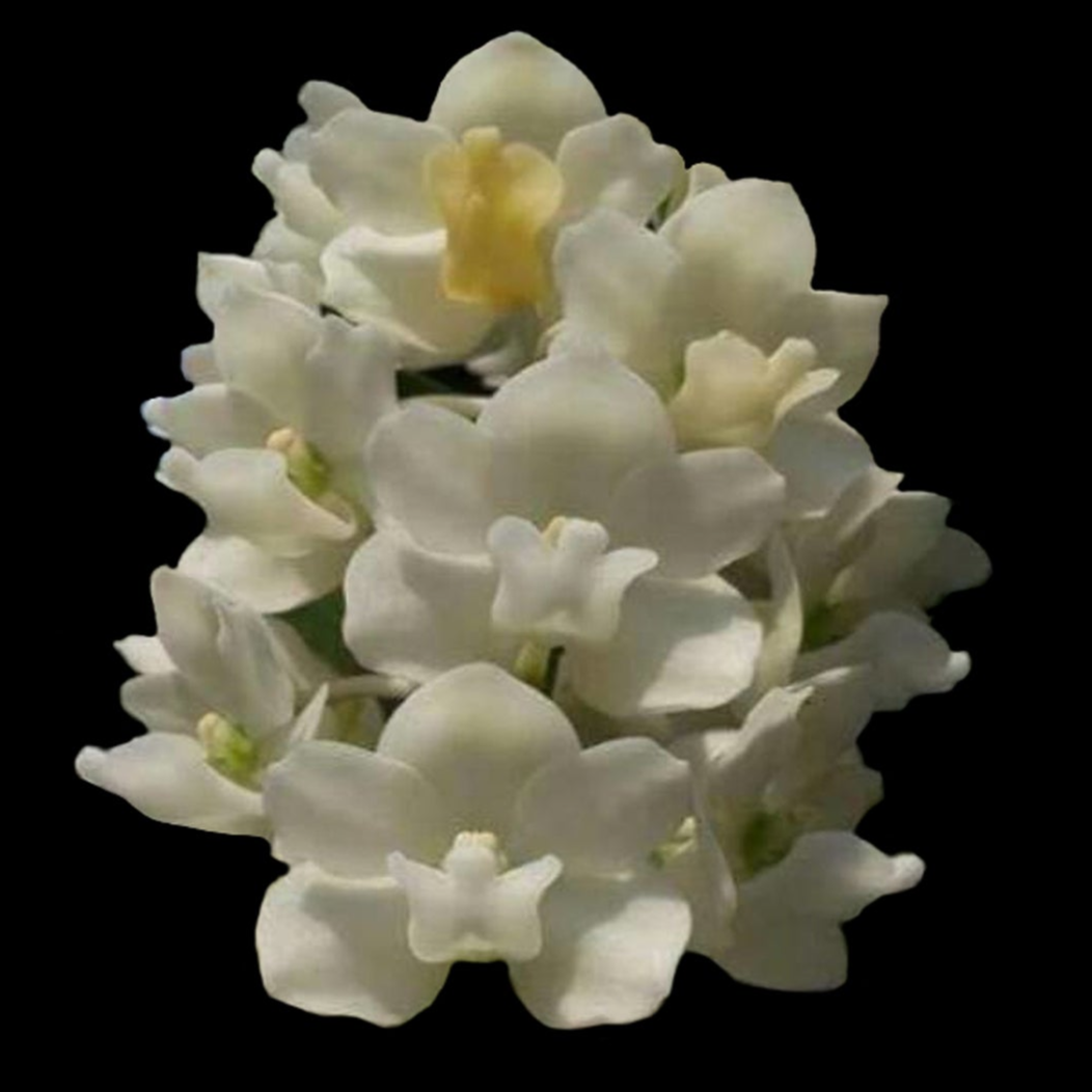 Rhynchostylis gigantea 'White' – The Elegant White Fox Tail Orchid