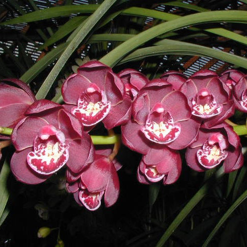 Cymbidium Ruby Eyes Royal Show