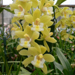 Cymbidium Sarah Jean 'Green & Gold'