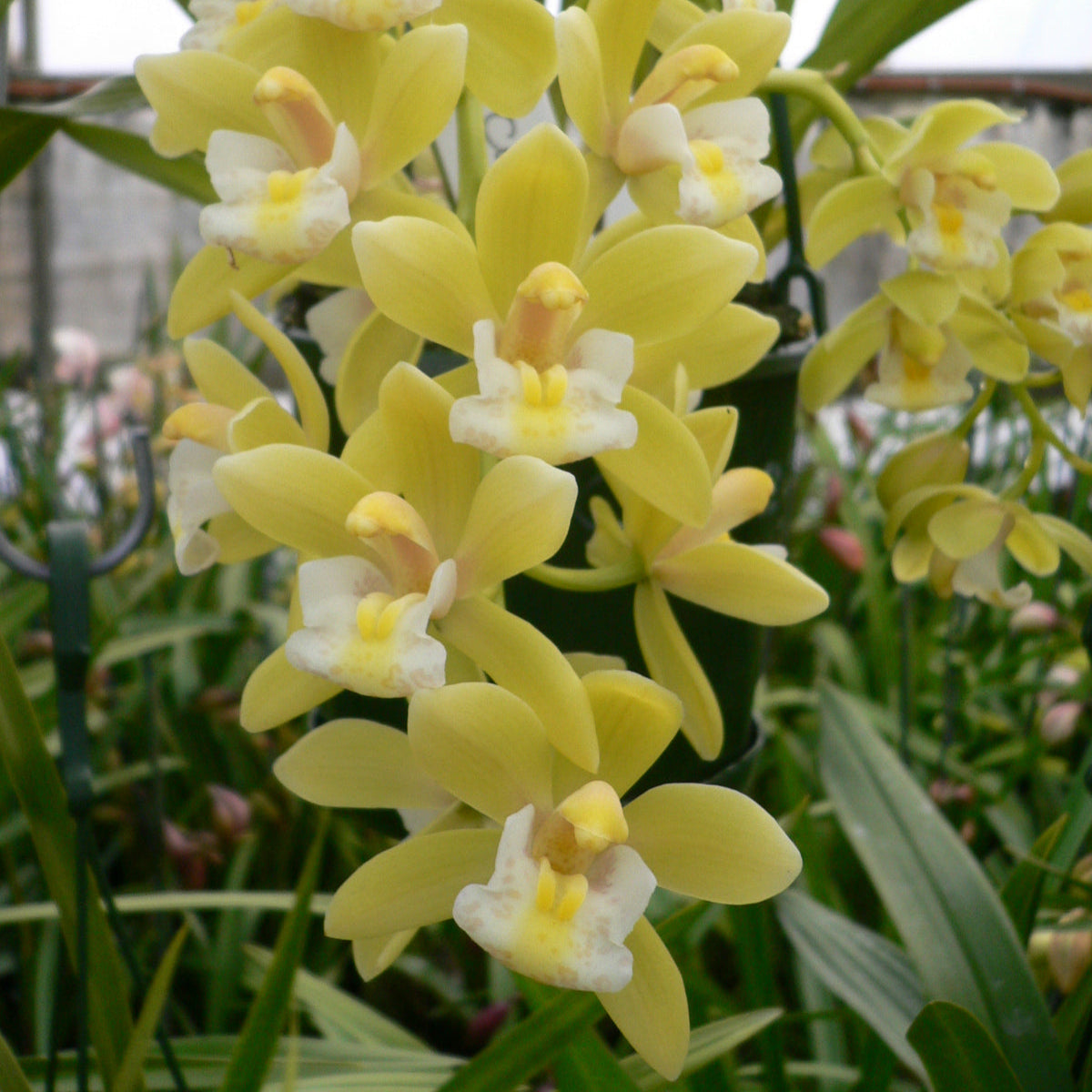 Cymbidium Sarah Jean 'Green & Gold'