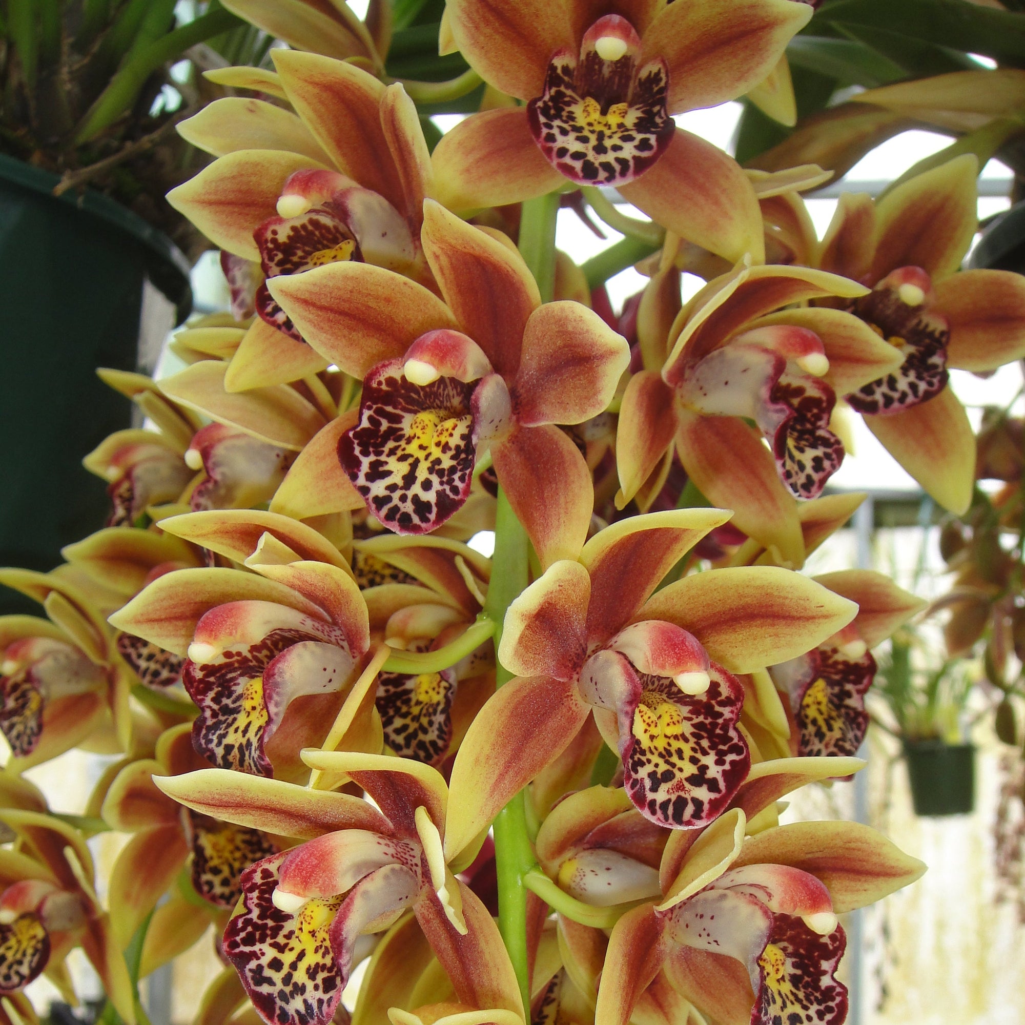 Cymbidium Paradisian Surprise 'Luscious Lips'