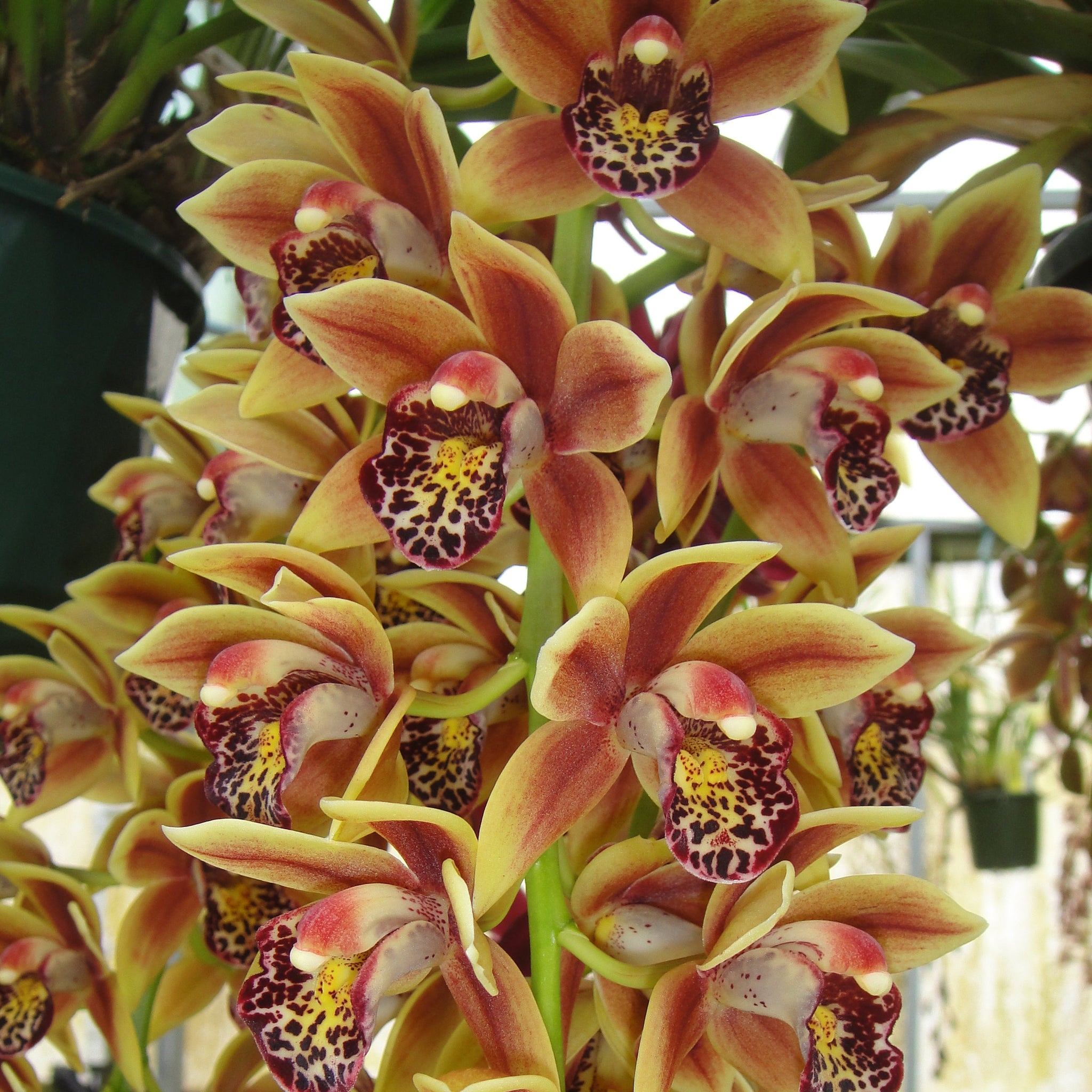Cymbidium Paradisian Surprise 'Luscious Lips'