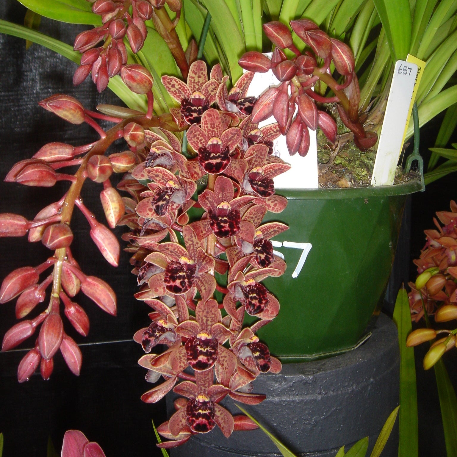 Cymbidium Idyllic Glamour 'Ern's Choice'