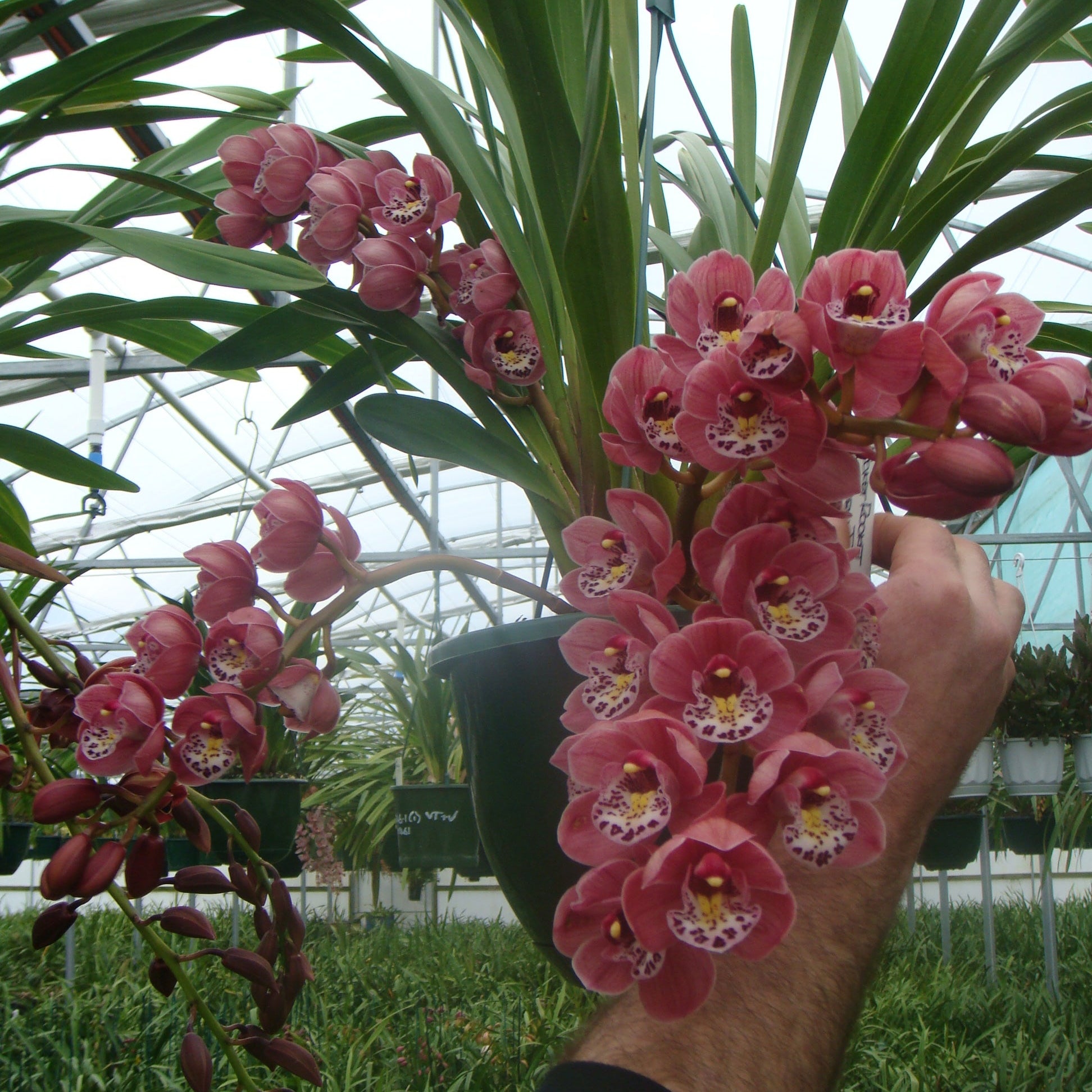 Cymbidium Pocket Rocket 'Mathew James'