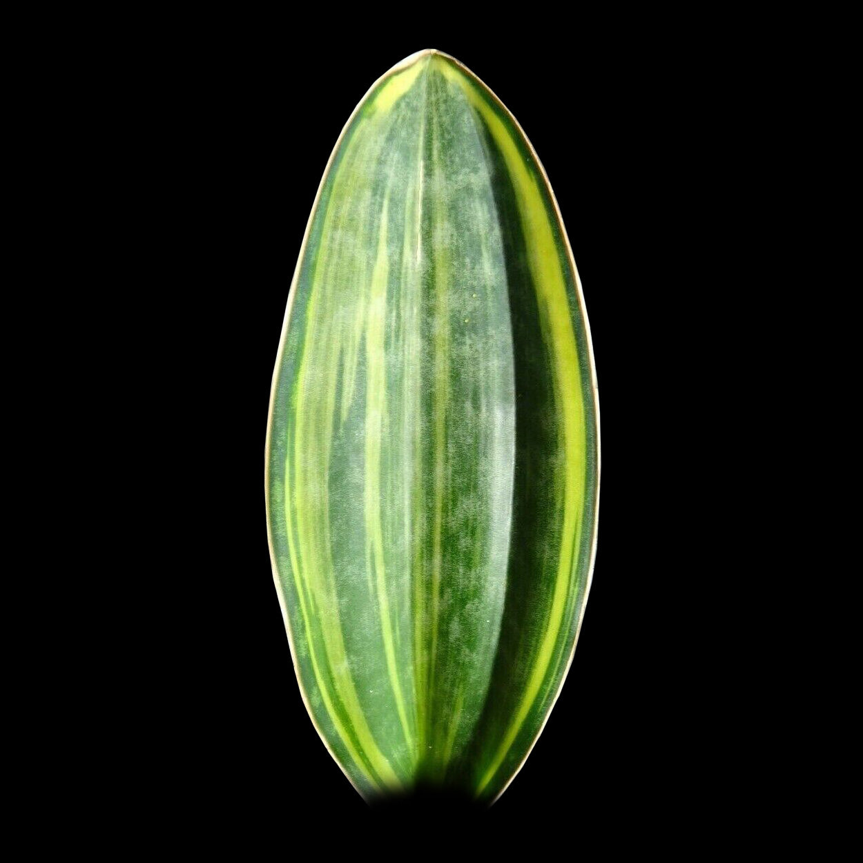 Sansevieria masoniana ‘Variegata’