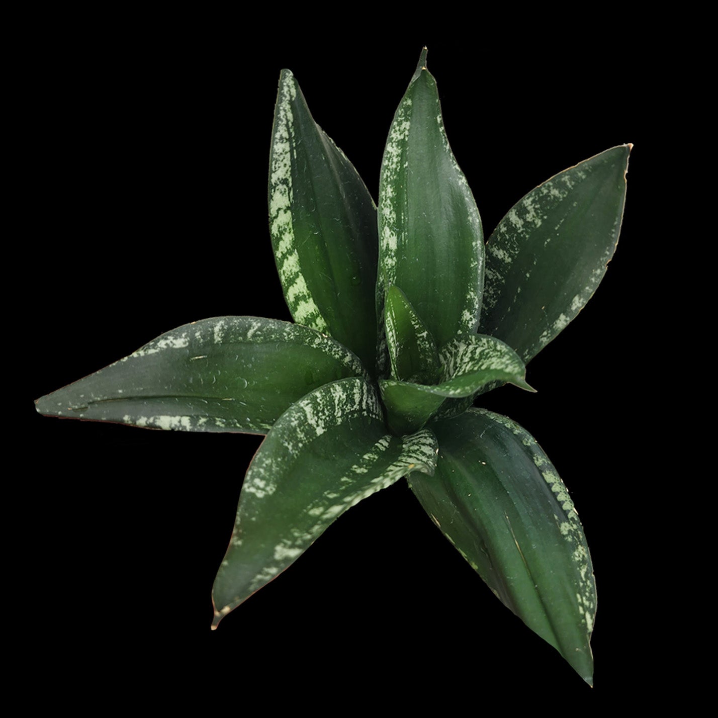 Sansevieria trifasciata 'Dwarf Whitney'