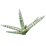 Sansevieria cylindrica ‘Boncel’