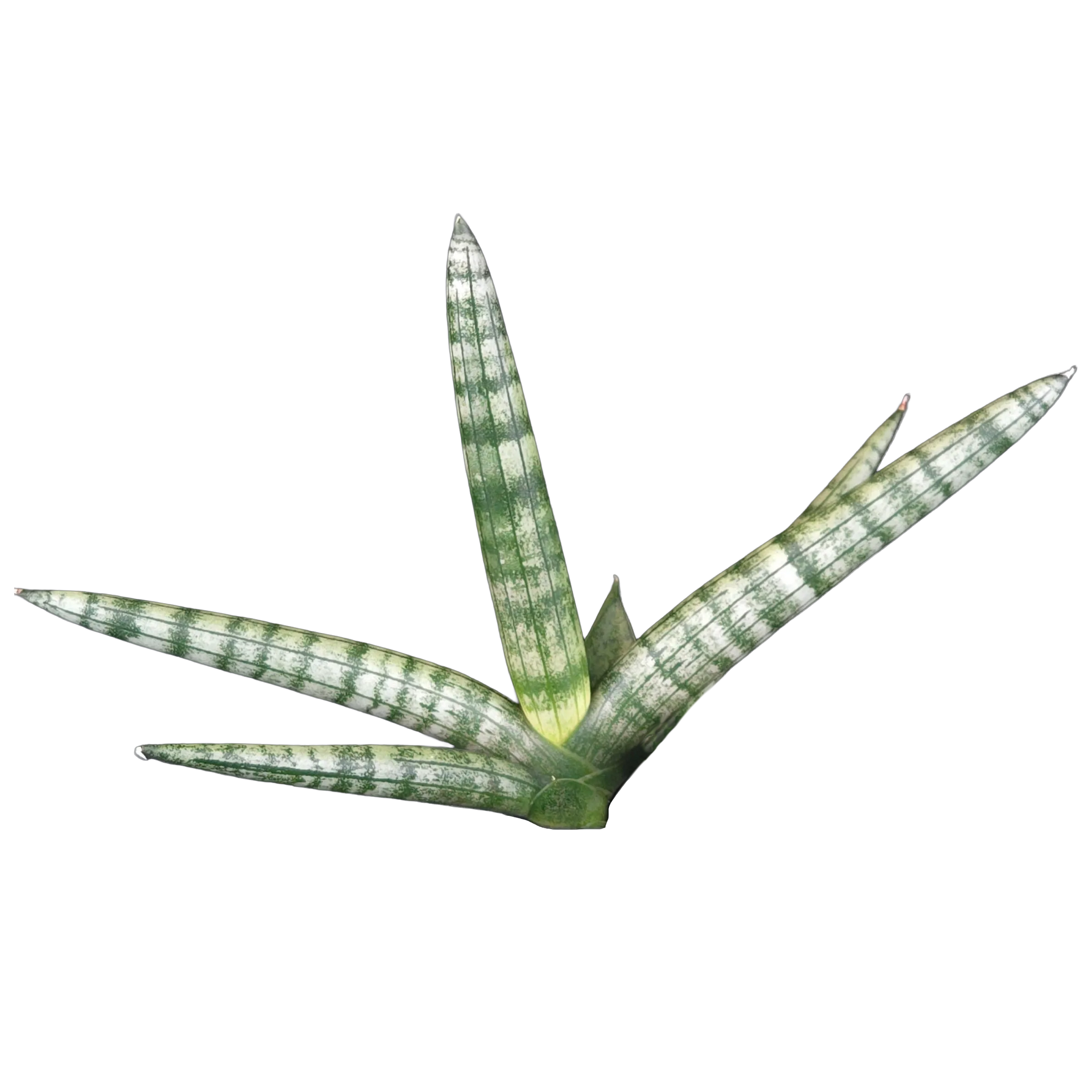 Sansevieria cylindrica ‘Boncel’