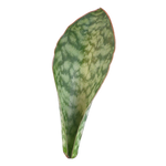 Sansevieria masoniana