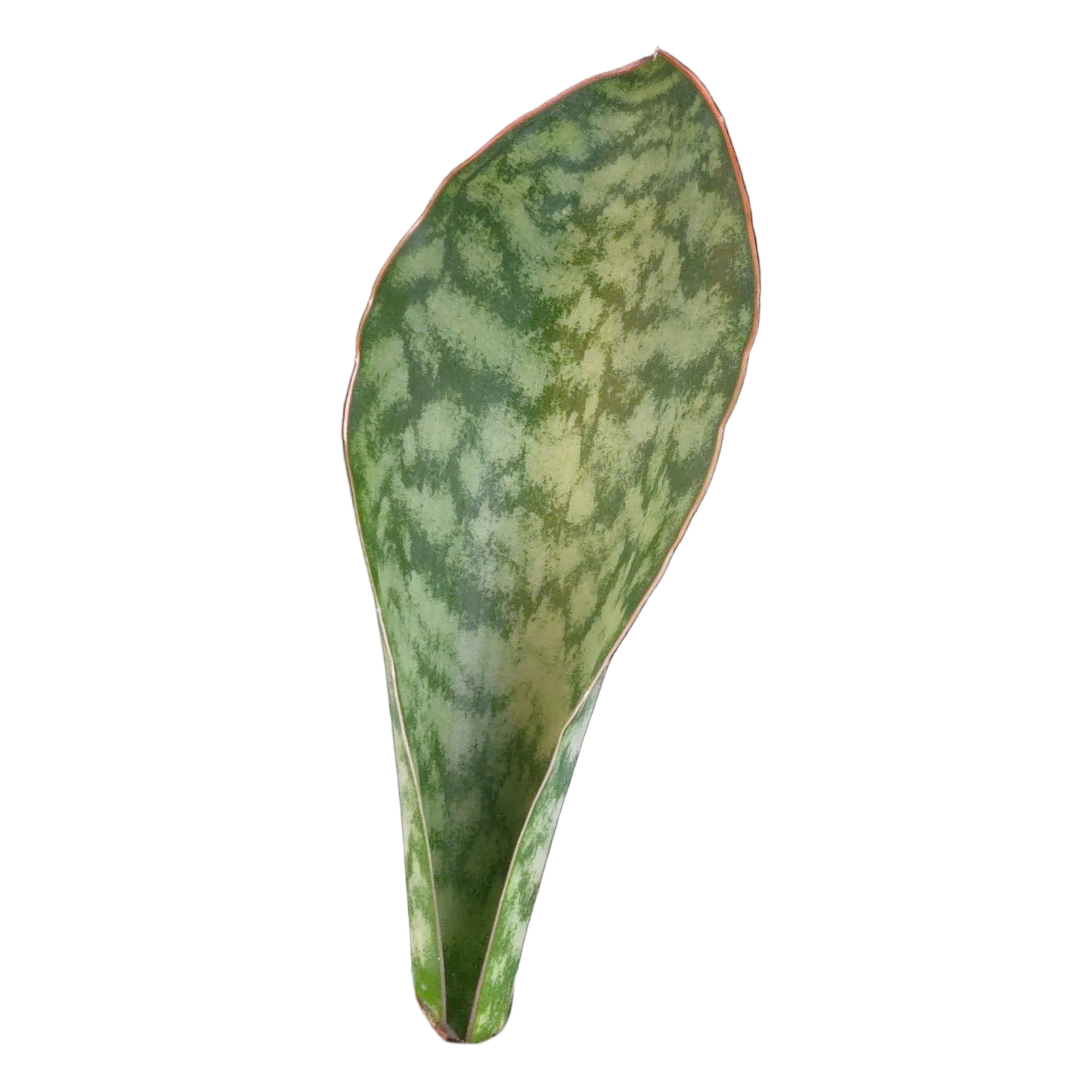 Sansevieria masoniana