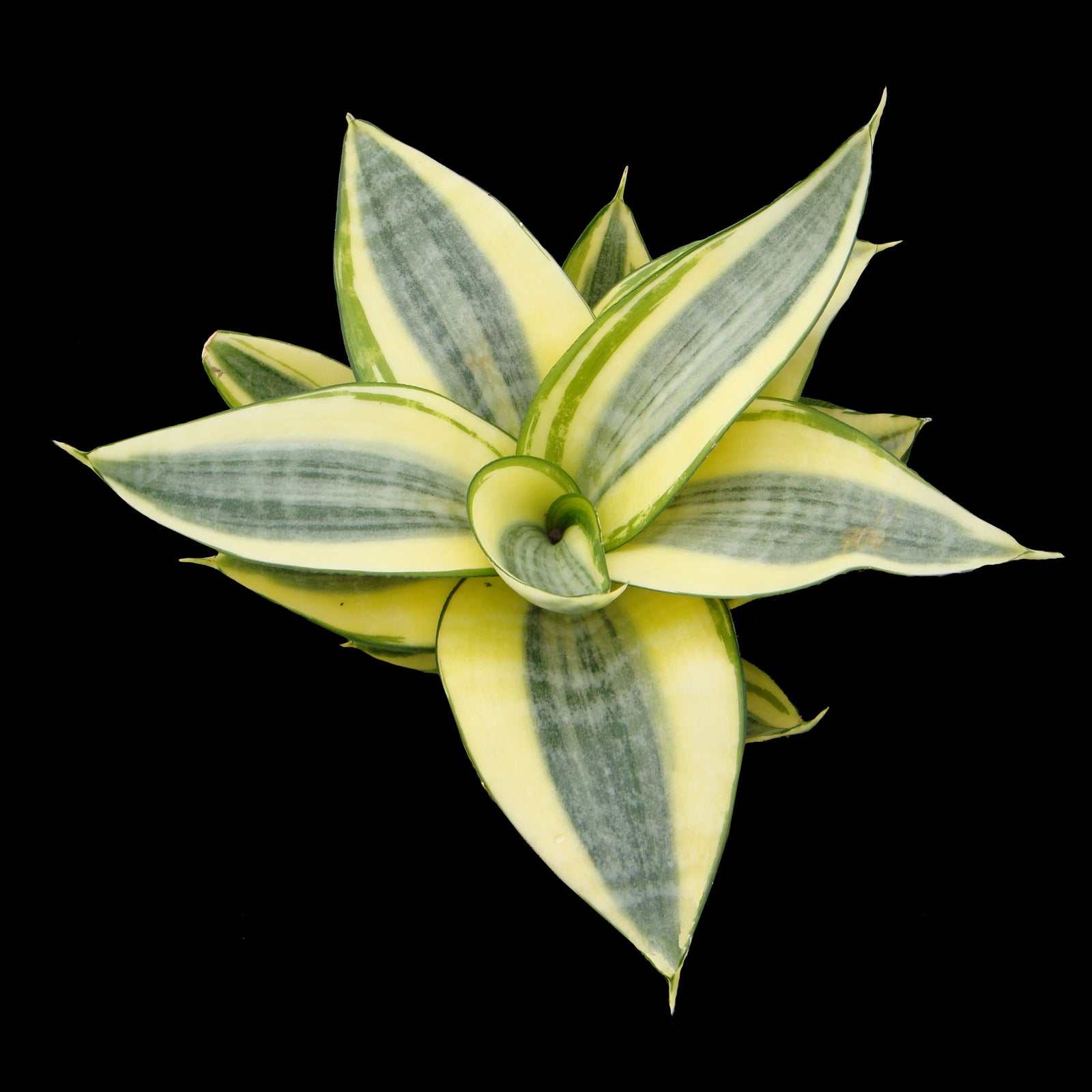Sansevieria trifasciata 'Golden Hahnii'