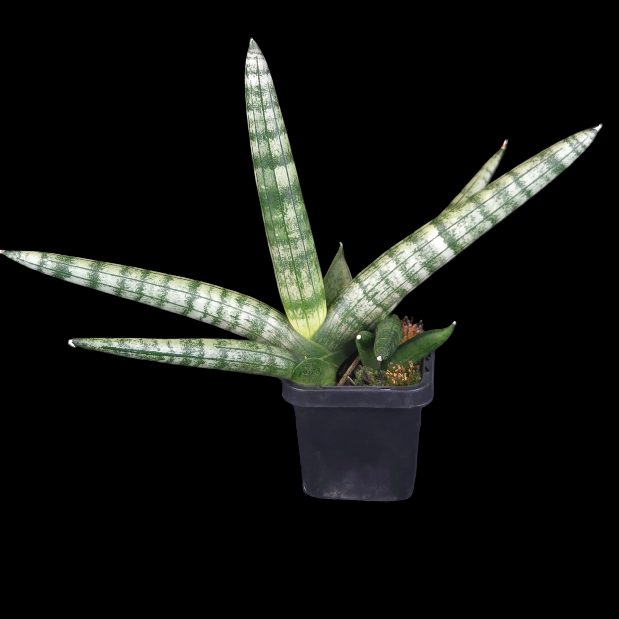 Sansevieria cylindrica ‘Boncel’