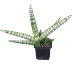 Sansevieria cylindrica ‘Boncel’