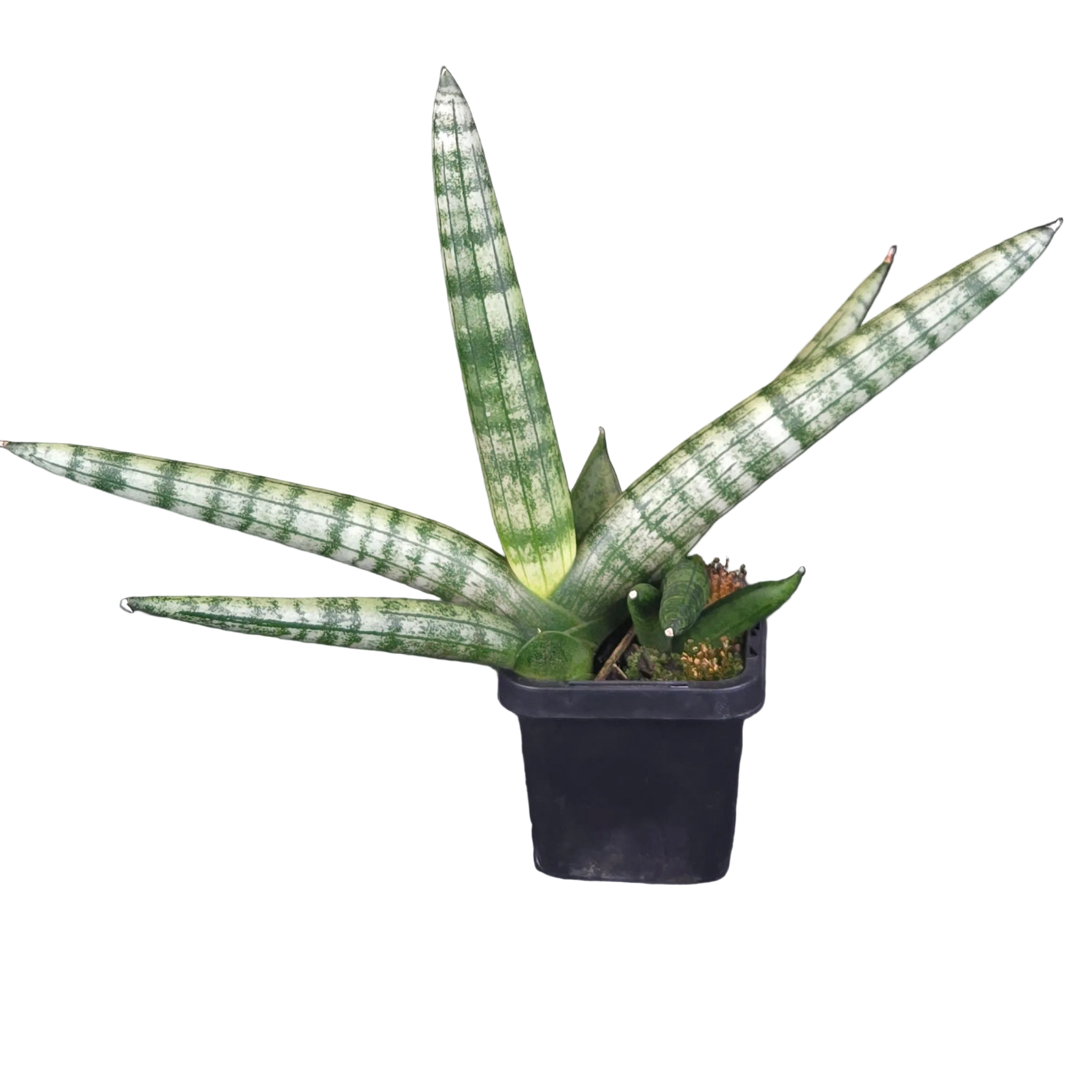 Sansevieria cylindrica ‘Boncel’