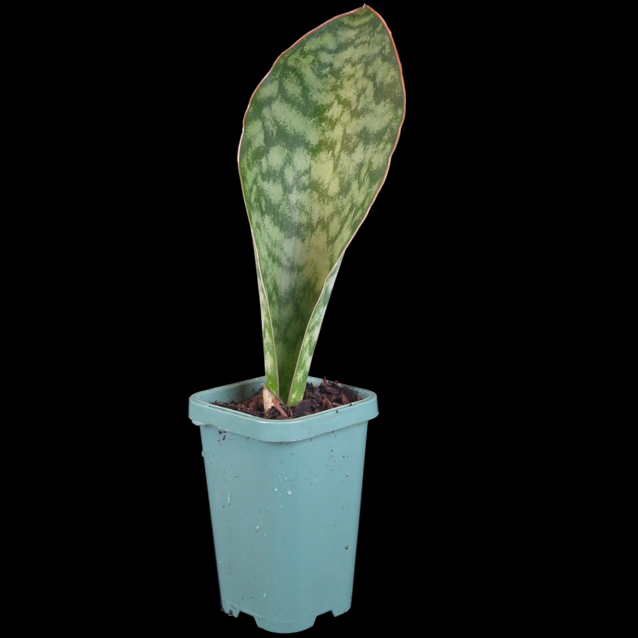 Sansevieria masoniana