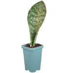Sansevieria masoniana