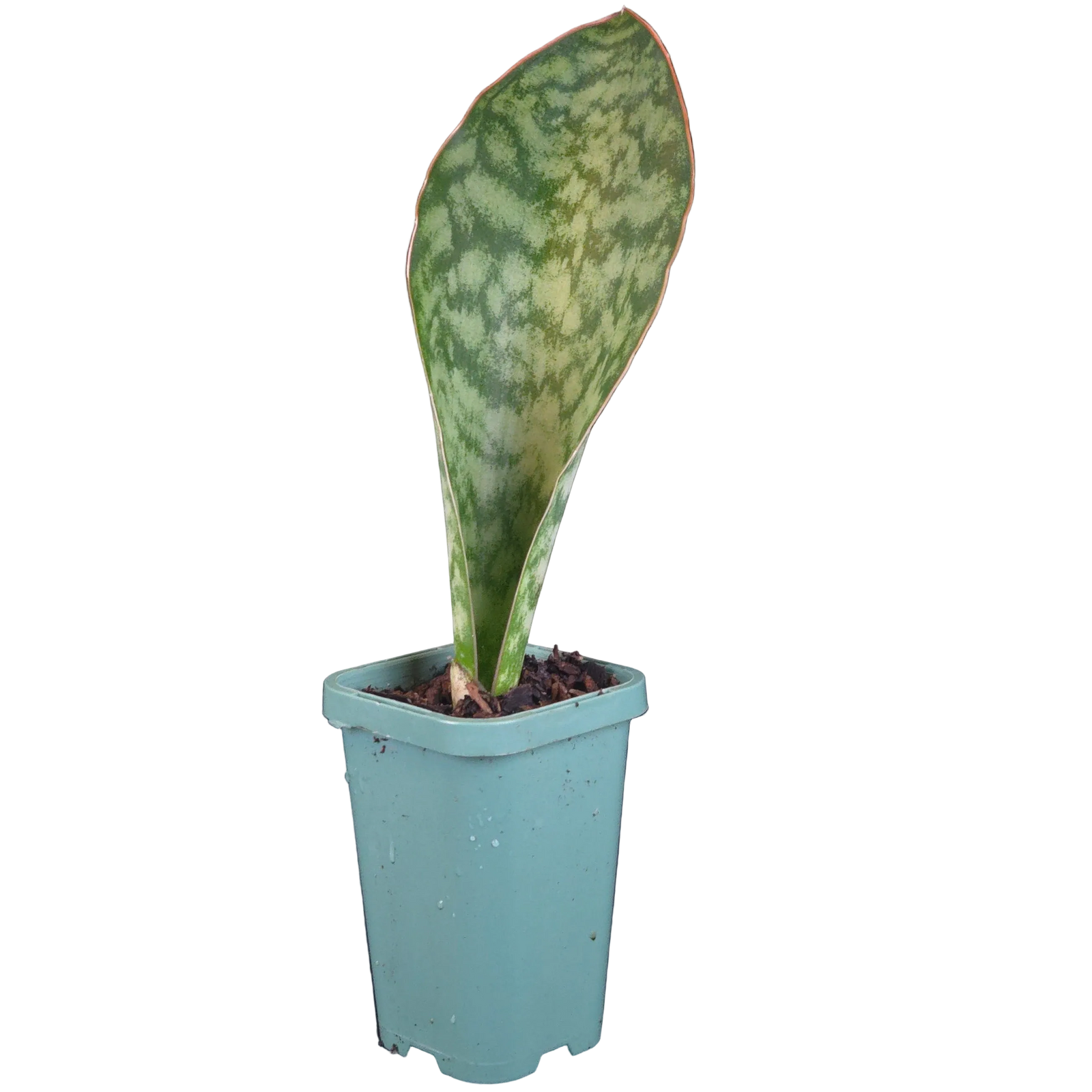 Sansevieria masoniana