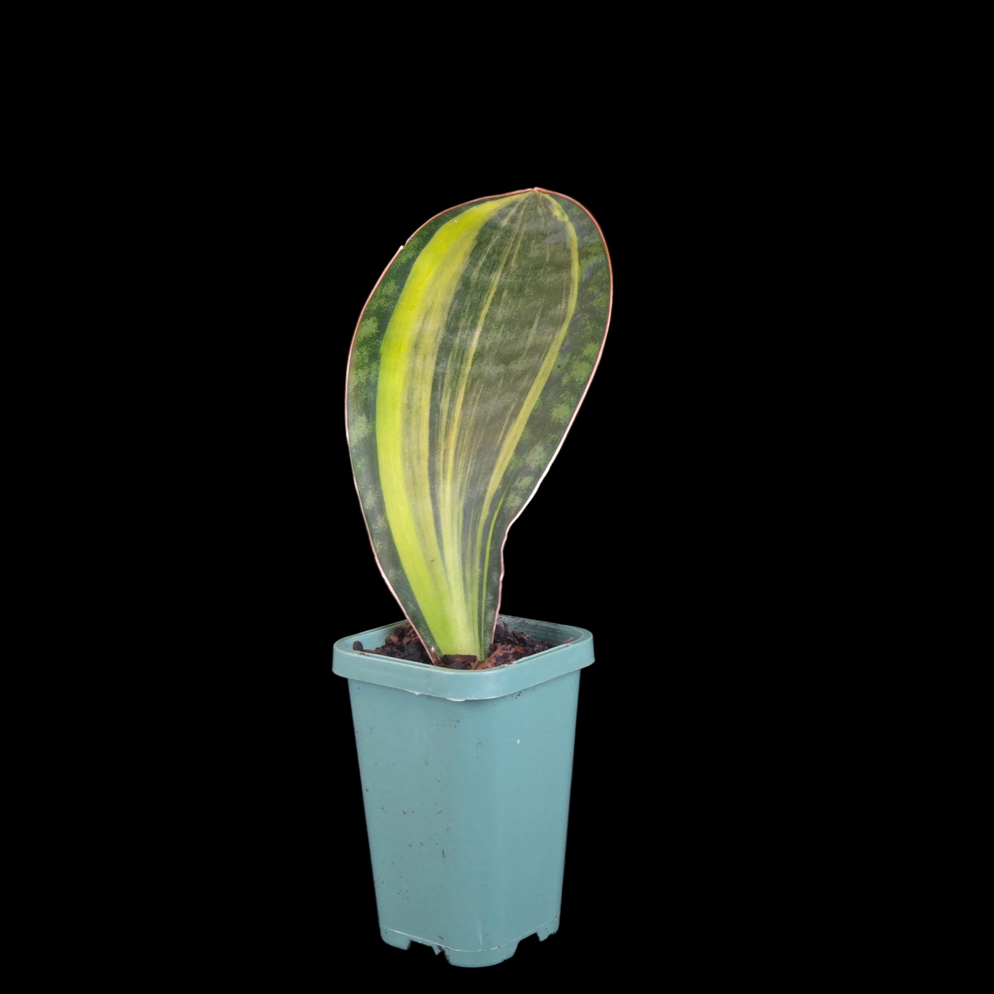 Sansevieria masoniana ‘Variegata’