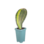 Sansevieria masoniana ‘Variegata’
