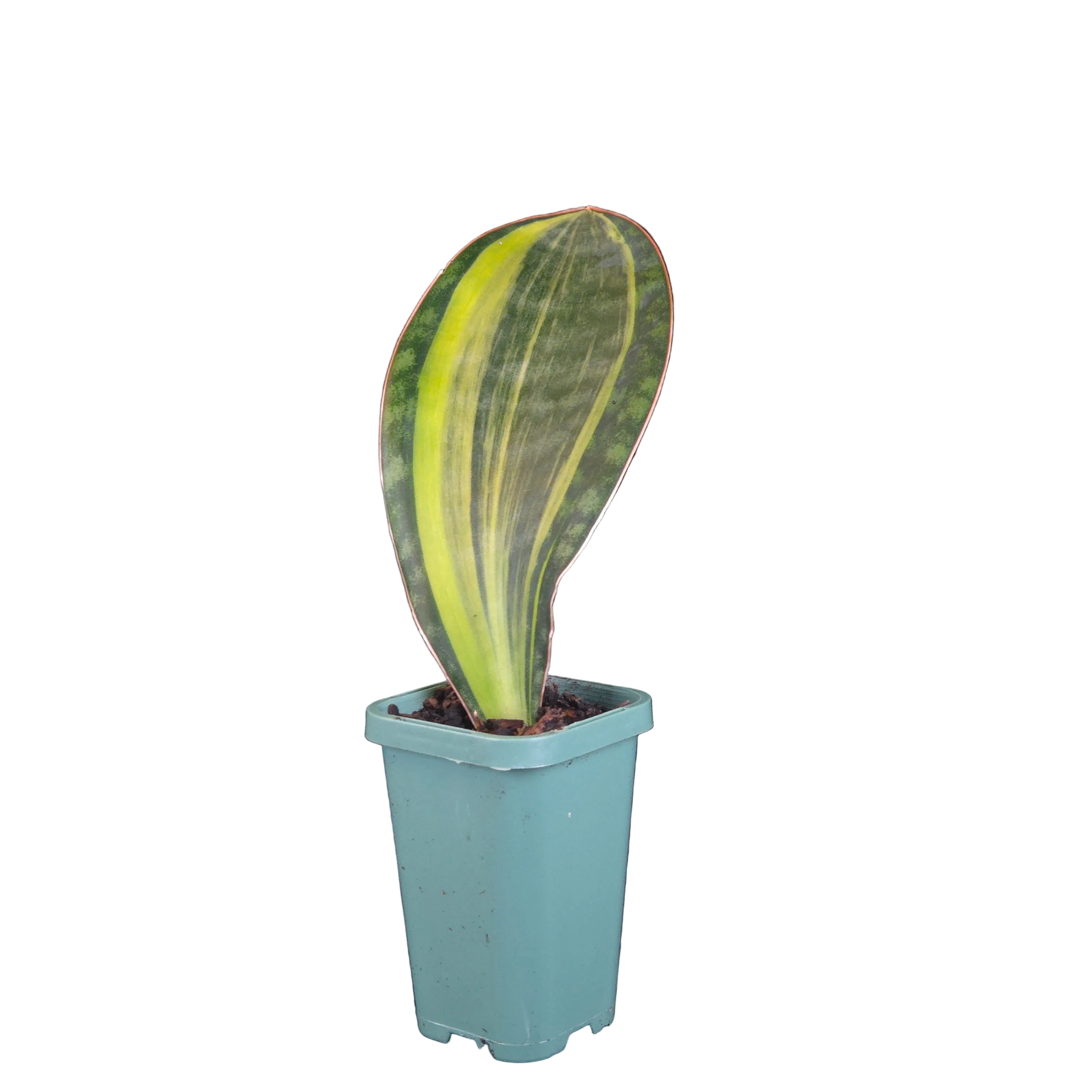 Sansevieria masoniana ‘Variegata’