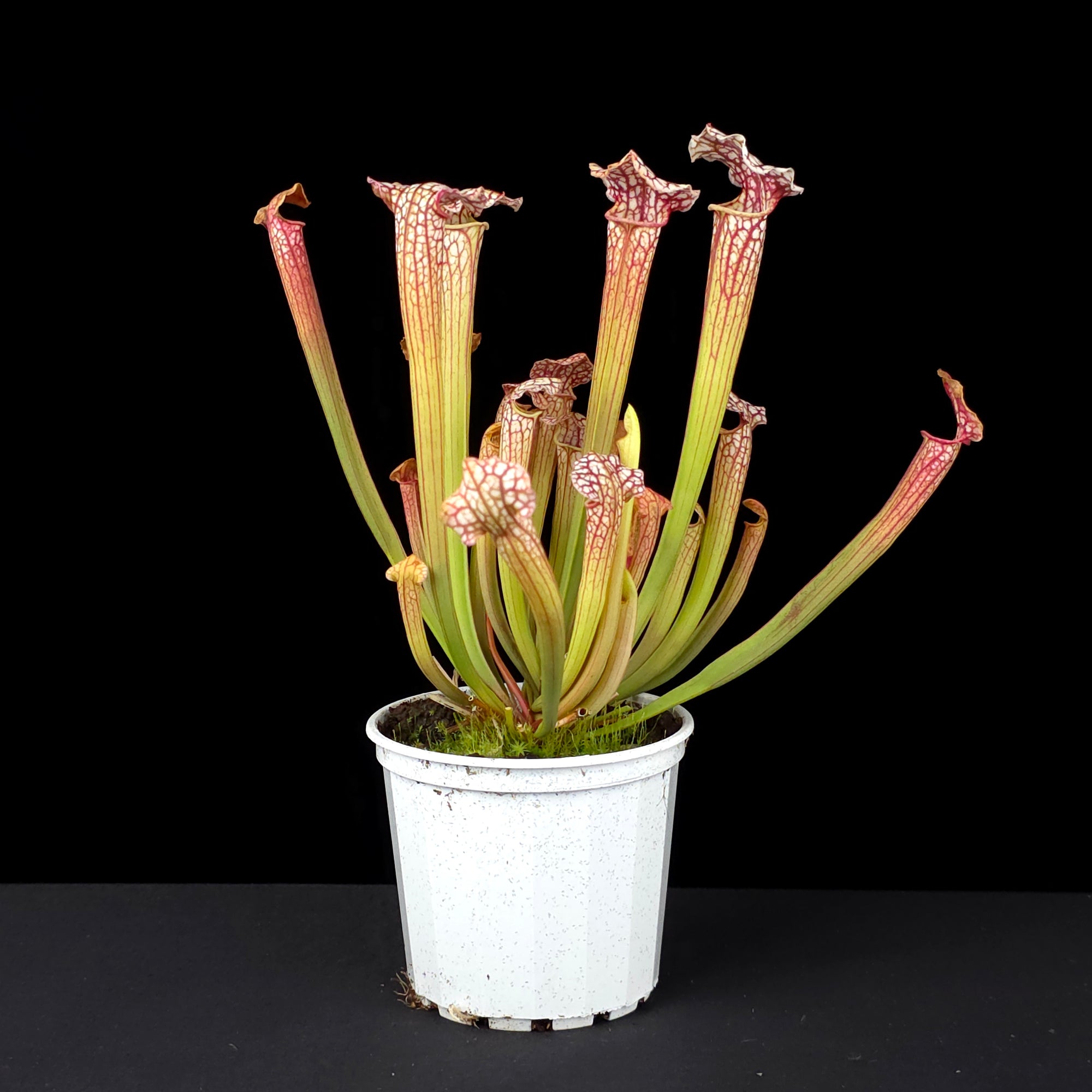 Sarracenia 'Daniel Rudd'