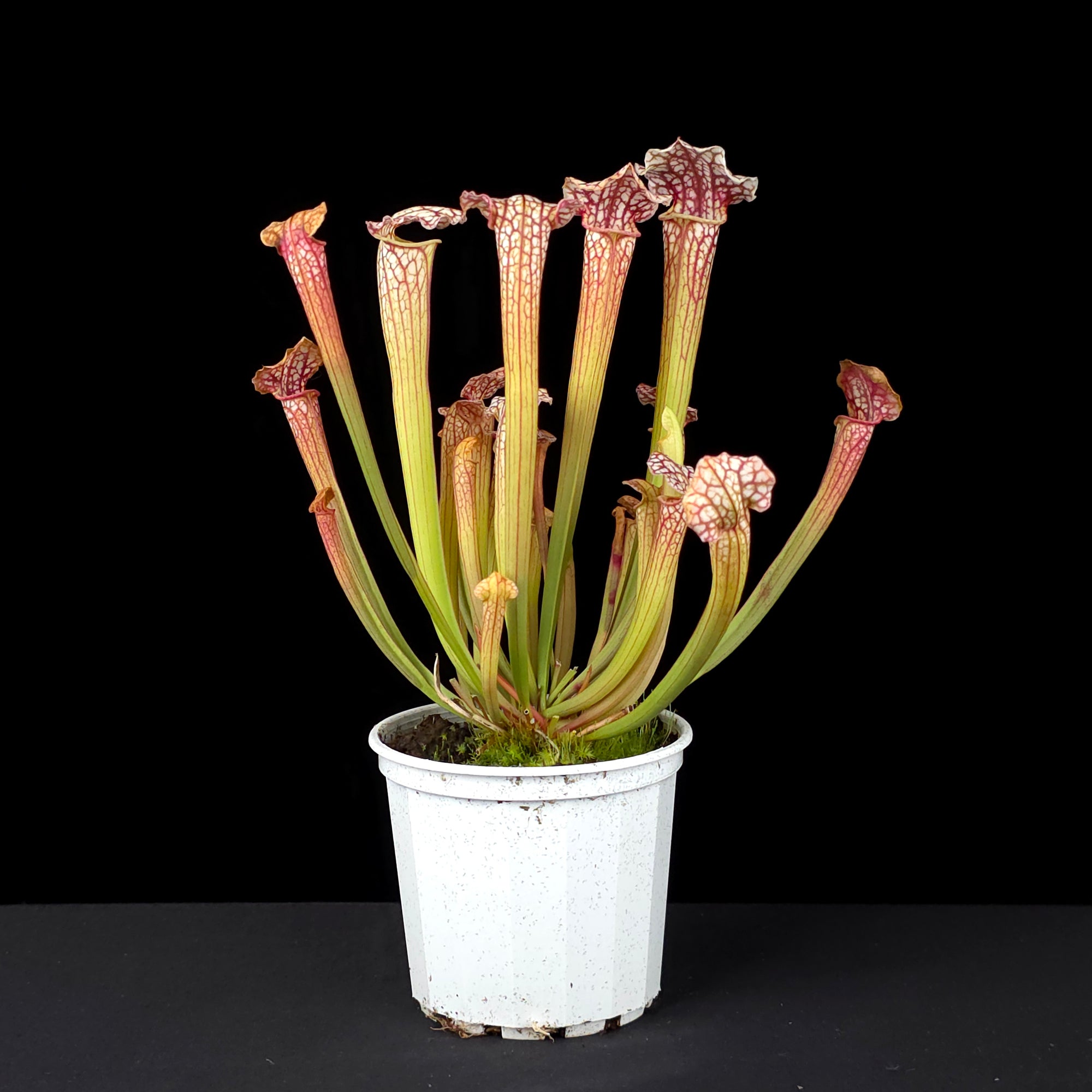 Sarracenia 'Daniel Rudd'