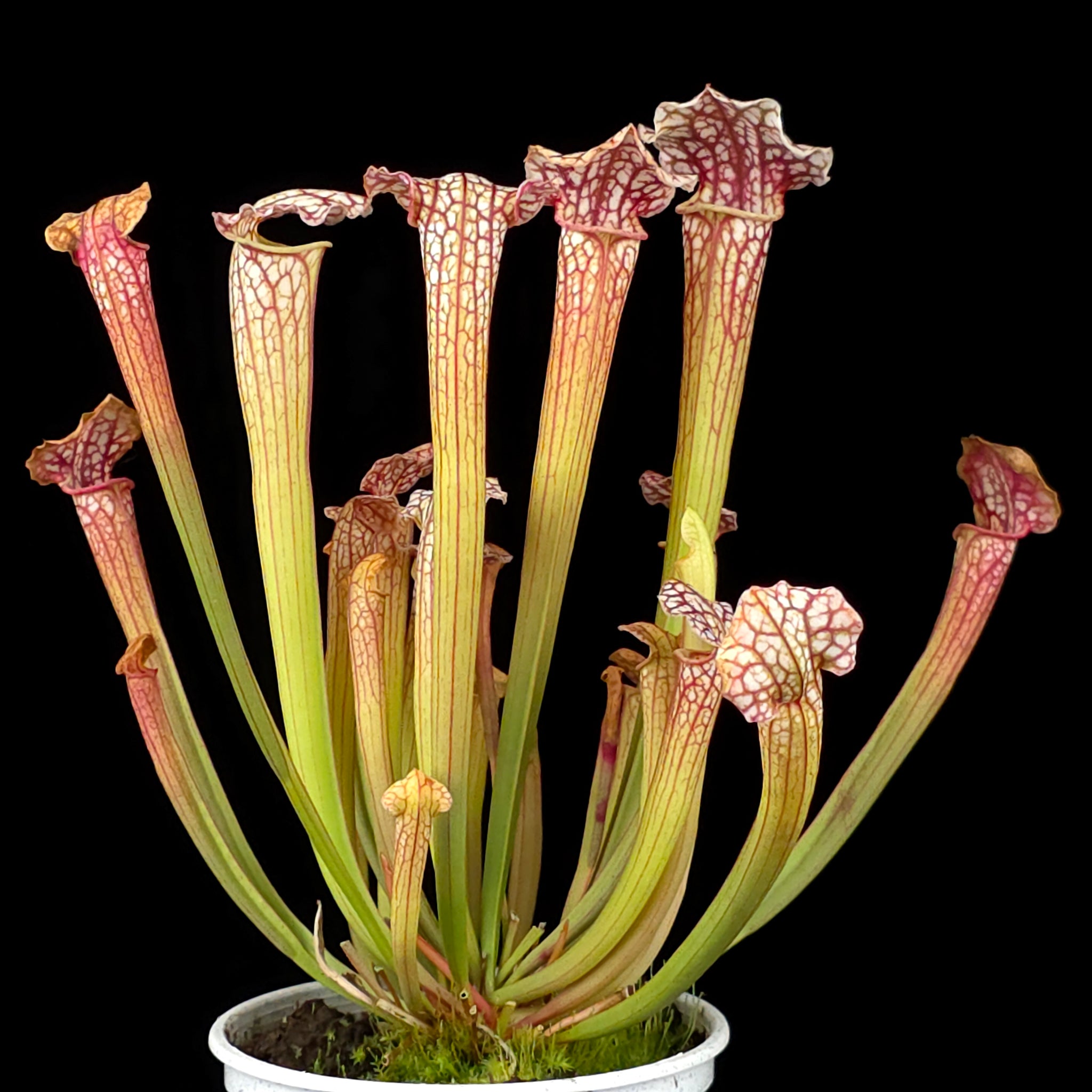 Sarracenia 'Daniel Rudd'