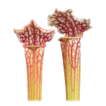 Sarracenia 'Daniel Rudd'