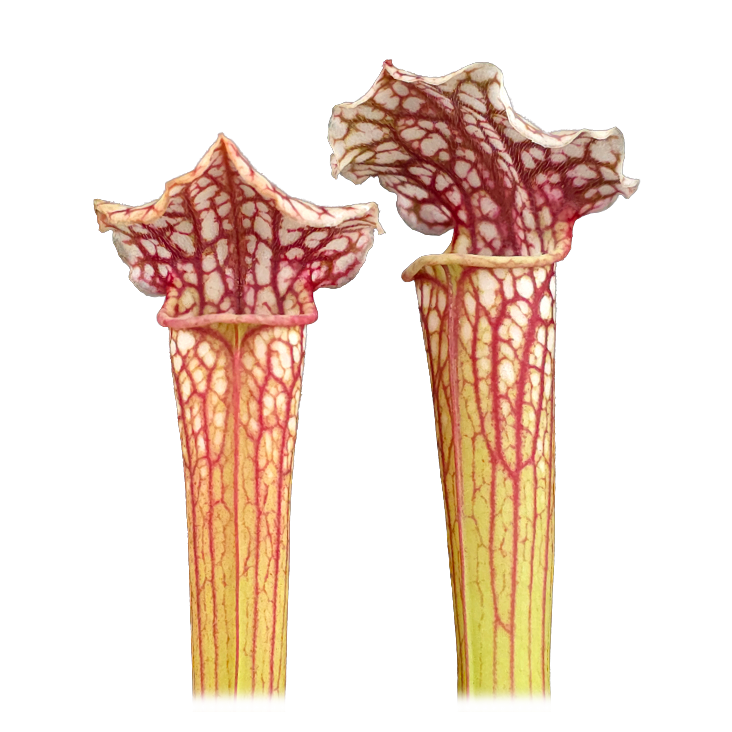 Danielle Rudd Sarracenia ‘Daniel Rudd’ | Carnivorous Pitcher Plant – Collectors Online