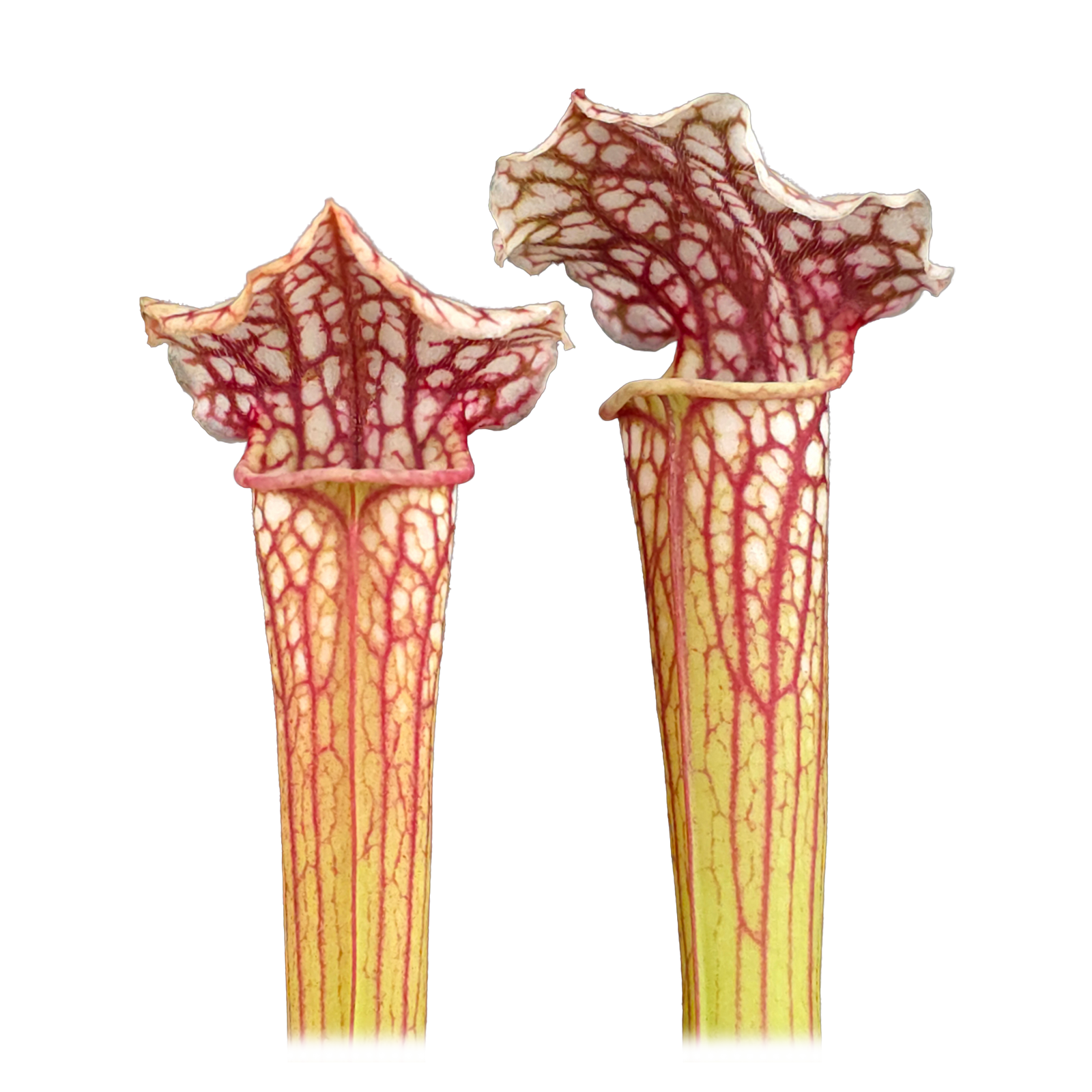 Sarracenia 'Daniel Rudd'