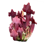 Sarracenia 'Maroon'