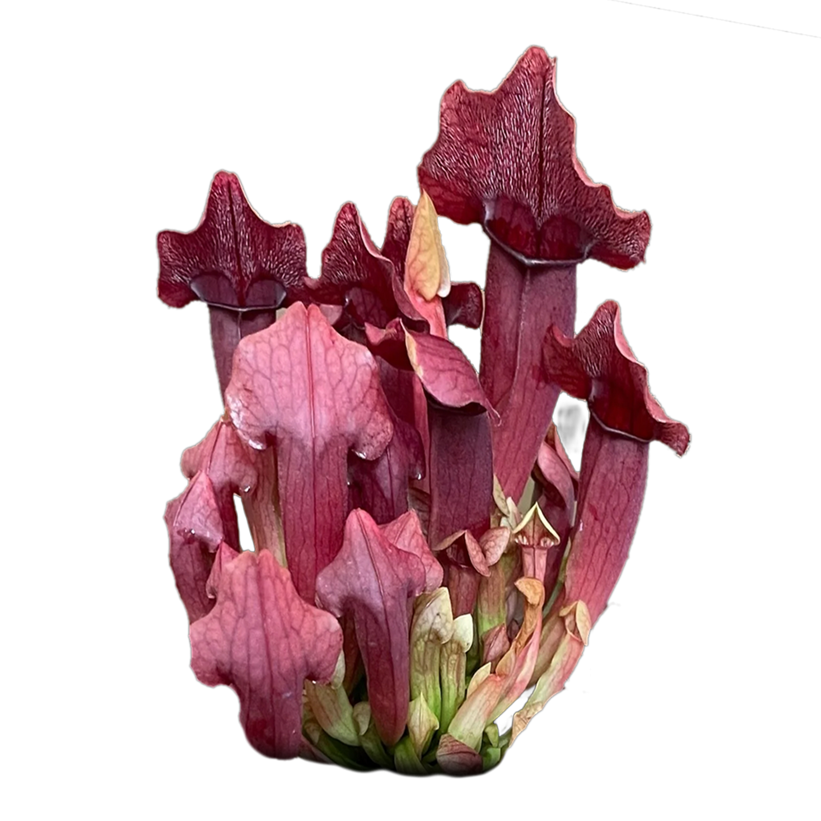 Sarracenia 'Maroon'