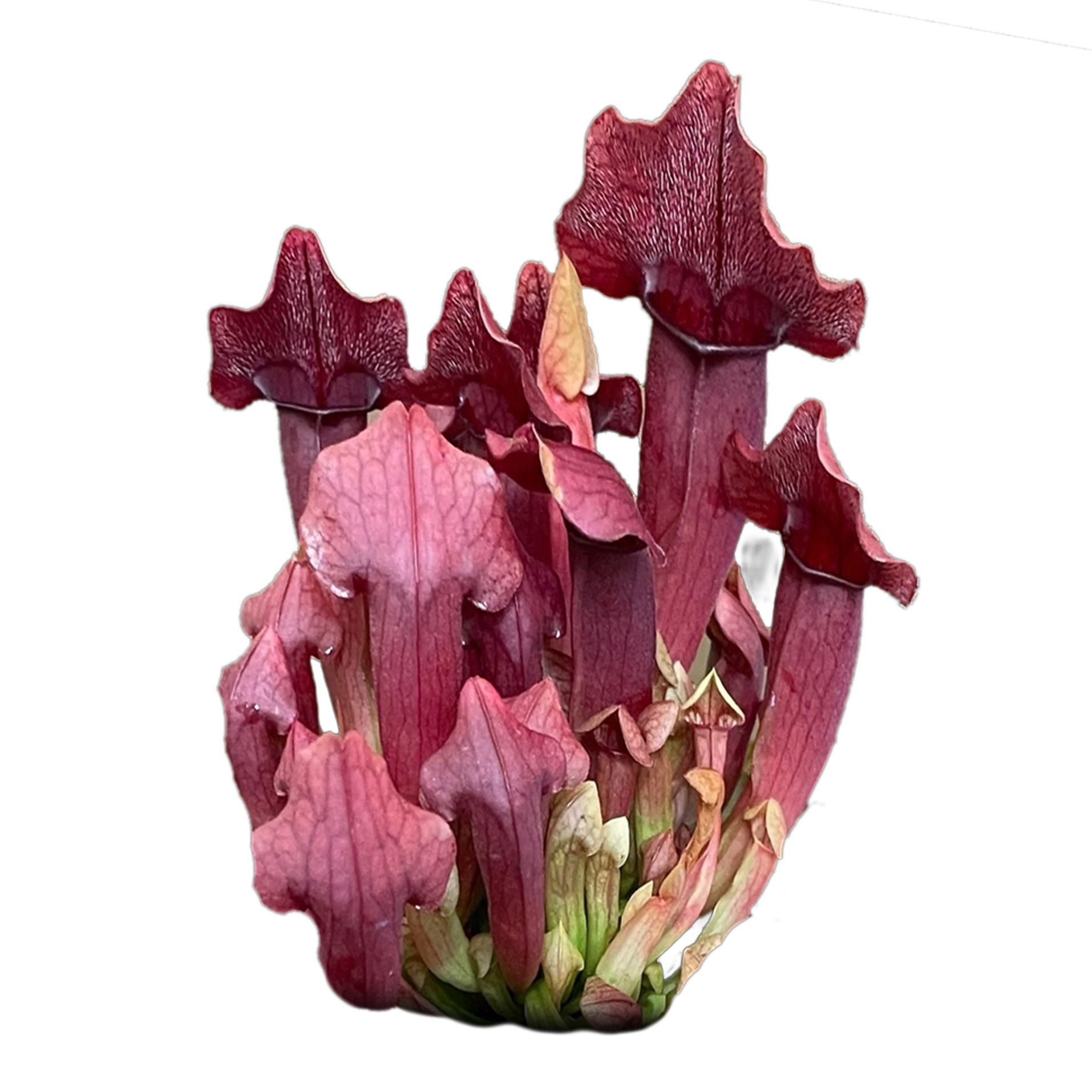 Sarracenia 'Maroon'
