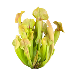 Sarracenia 'Paradisia' Green Form