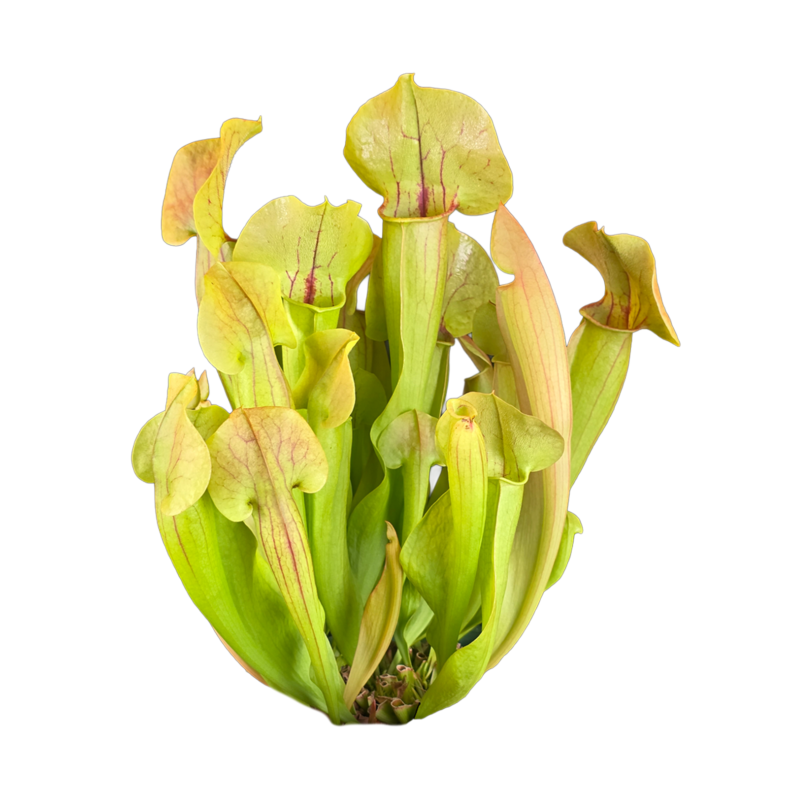 Sarracenia 'Paradisia' Green Form