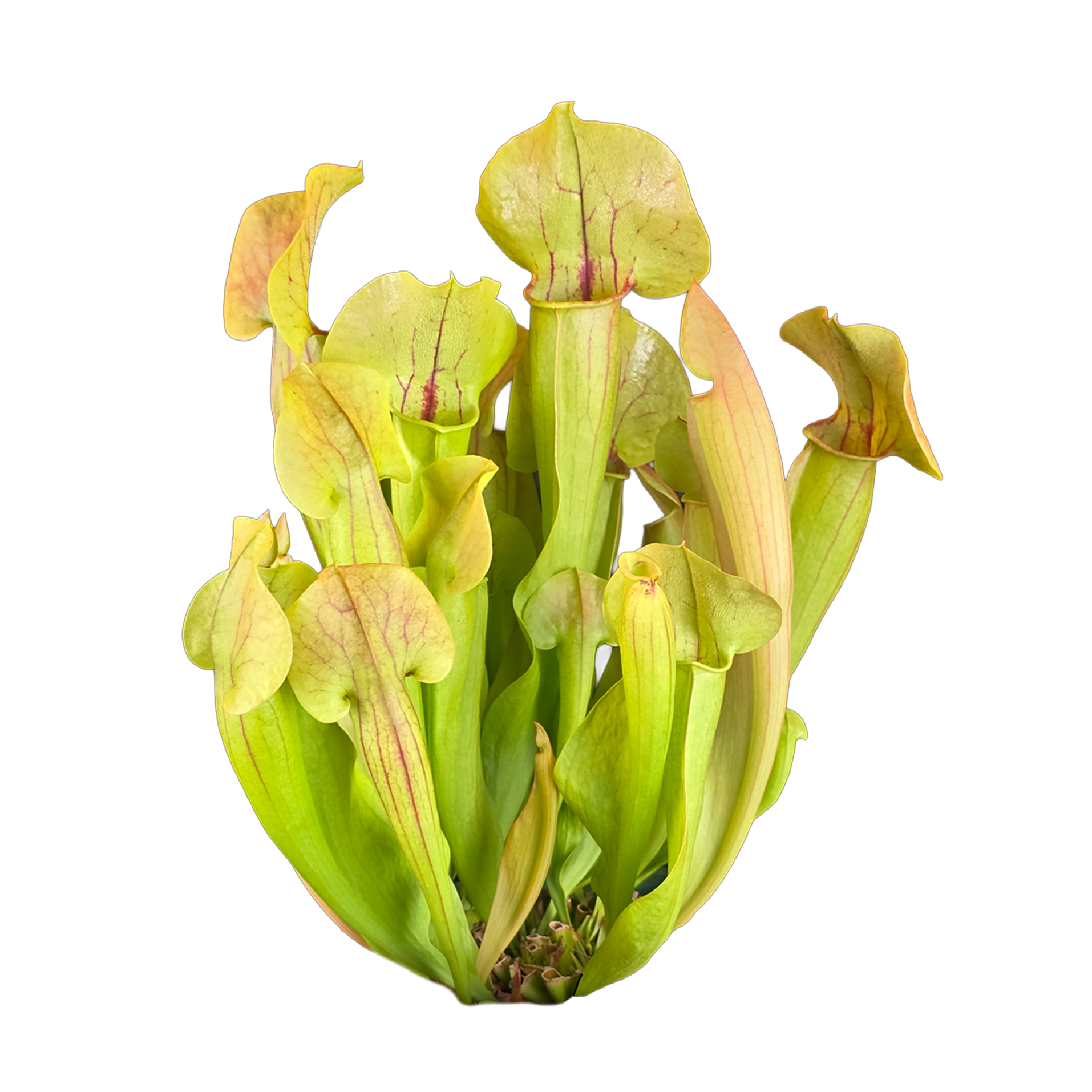 Sarracenia 'Paradisia' Green Form