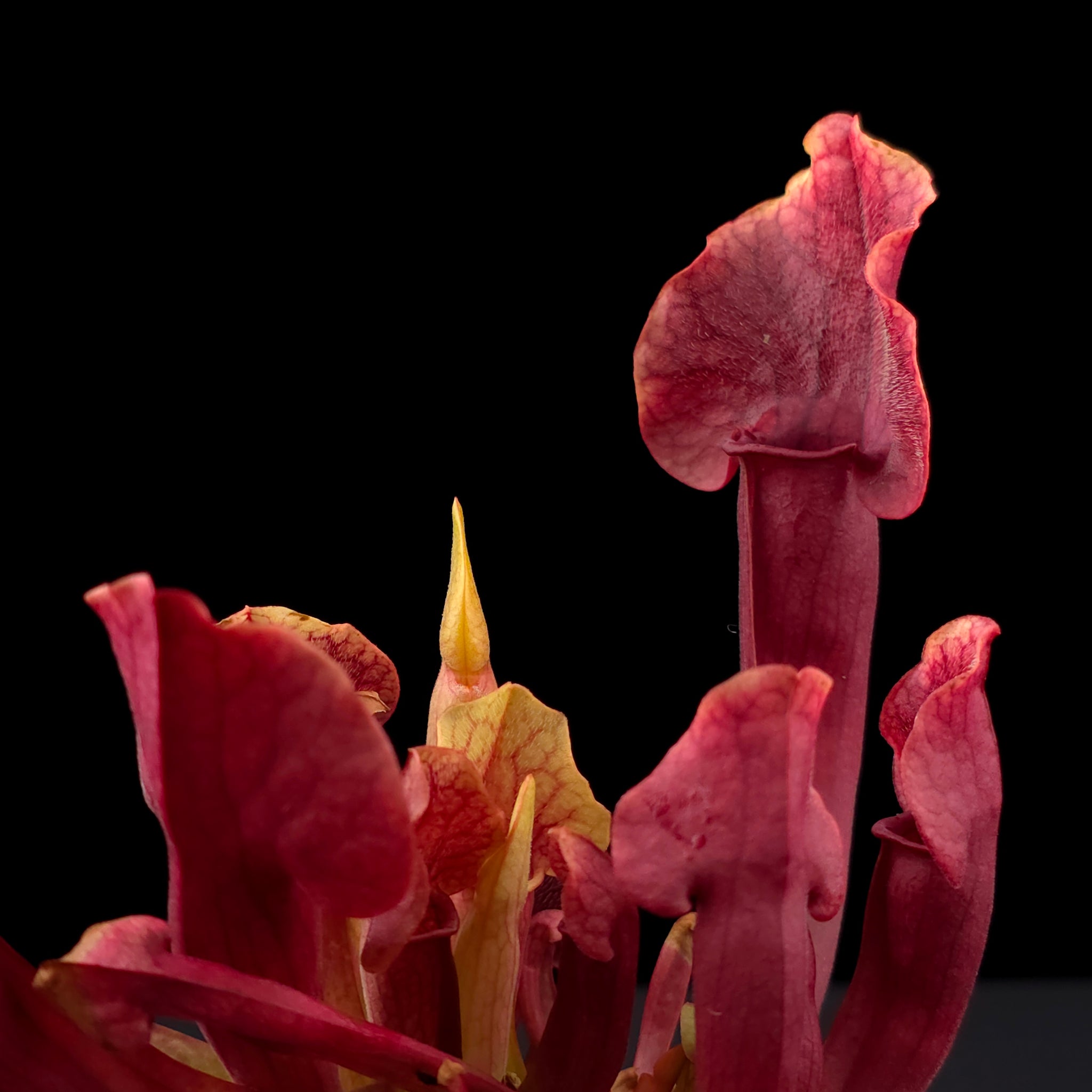 Sarracenia 'Paradisia' Red Form